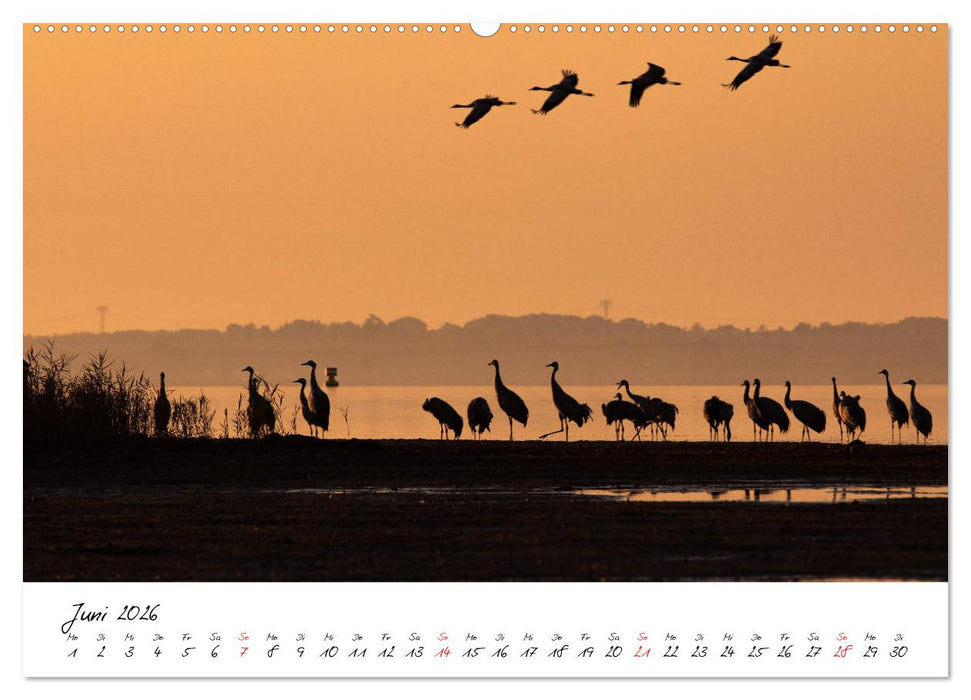 Kraniche am Schlafplatz - im Naturparadies der Mecklenburgischen Seenplatte (CALVENDO Premium Wandkalender 2026)