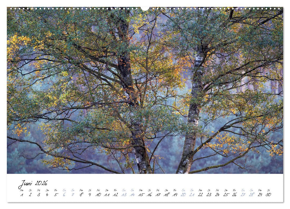 In der Welt der Bäume (CALVENDO Premium Wandkalender 2026)