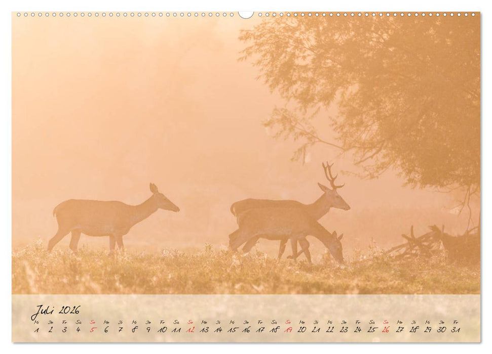 Rotwild - im Naturparadies der Mecklenburgischen Seenplatte (CALVENDO Premium Wandkalender 2026)