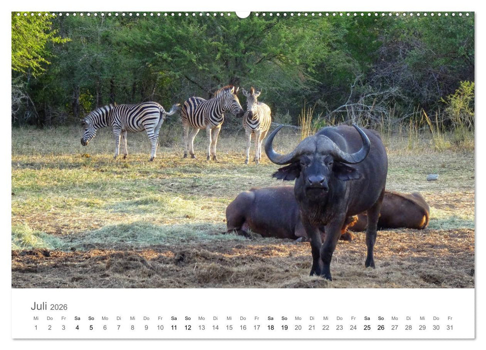 Afrika - Tiere im Krüger Nationalpark (CALVENDO Premium Wandkalender 2026)