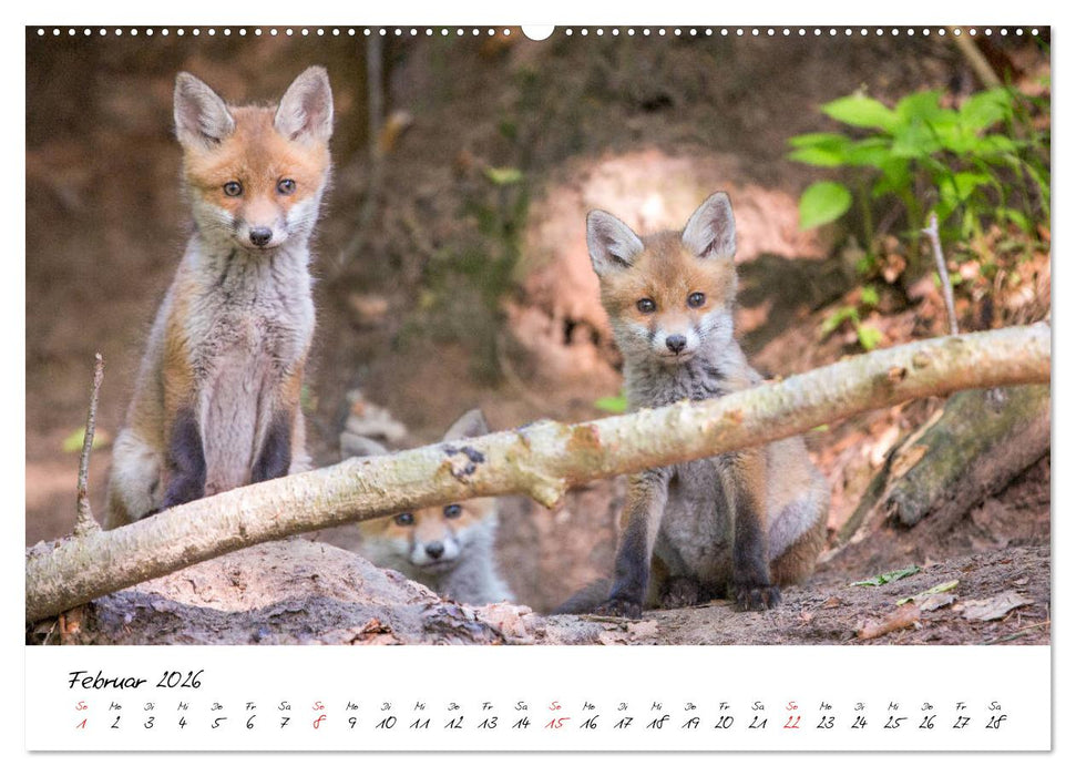 Fuchs entdeckt - im Naturparadies der Mecklenburgischen Seenplatte (CALVENDO Premium Wandkalender 2026)
