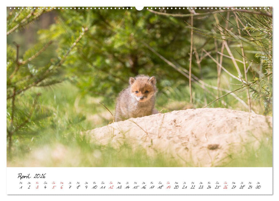 Fuchs entdeckt - im Naturparadies der Mecklenburgischen Seenplatte (CALVENDO Premium Wandkalender 2026)
