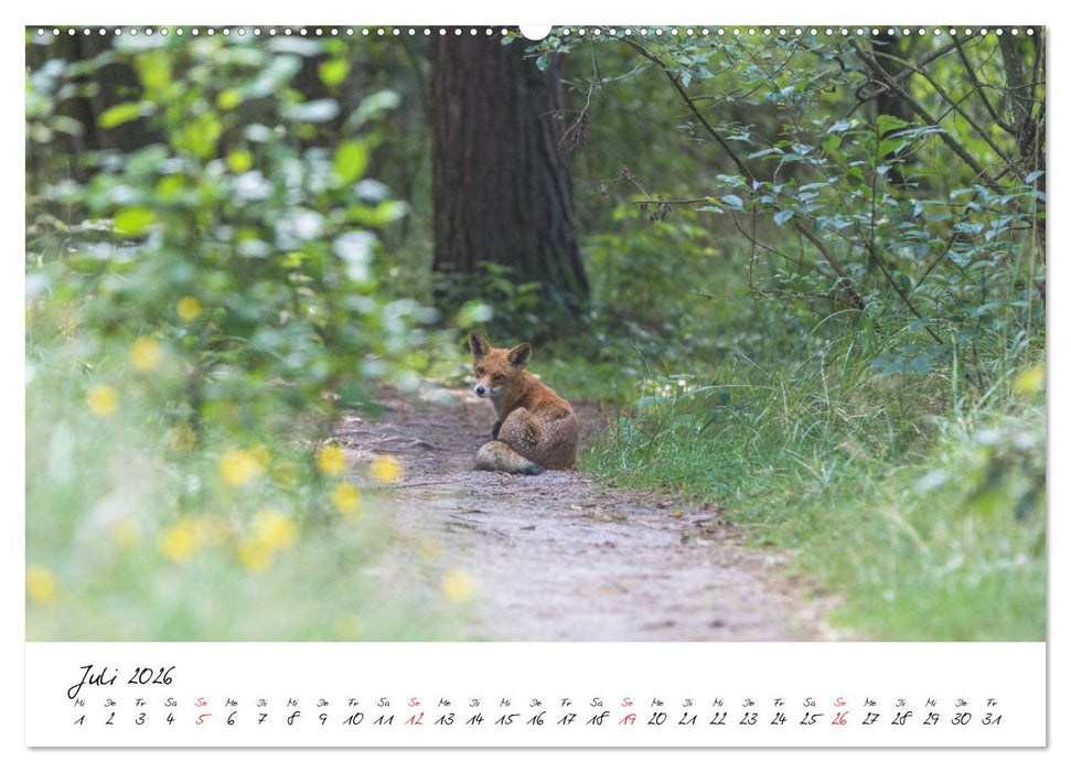Fuchs entdeckt - im Naturparadies der Mecklenburgischen Seenplatte (CALVENDO Premium Wandkalender 2026)