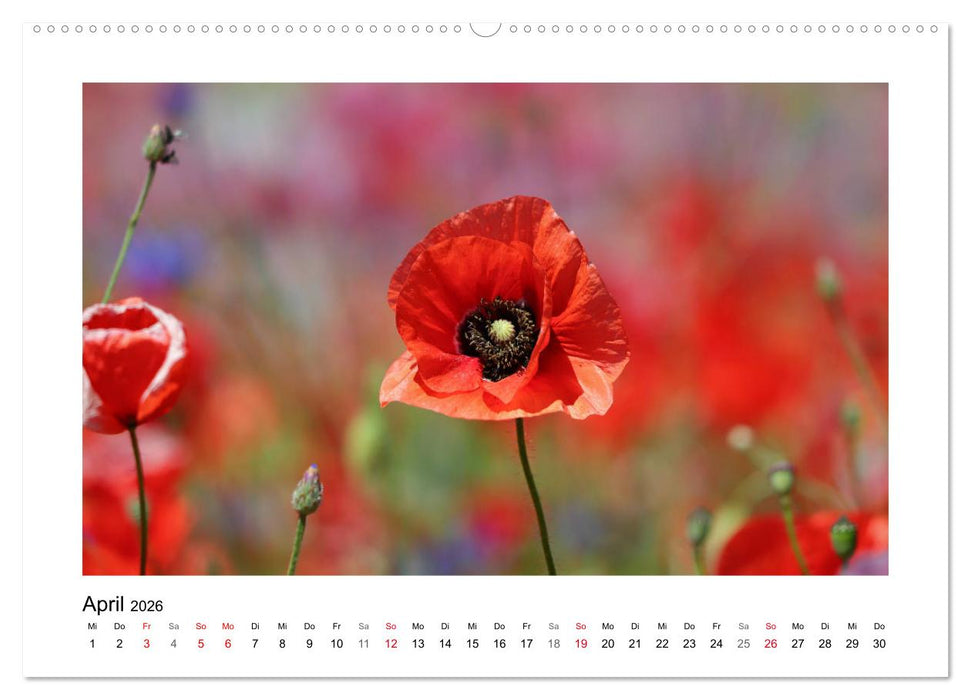 Mohn, zarte Blüten, starke Farben (CALVENDO Wandkalender 2026)