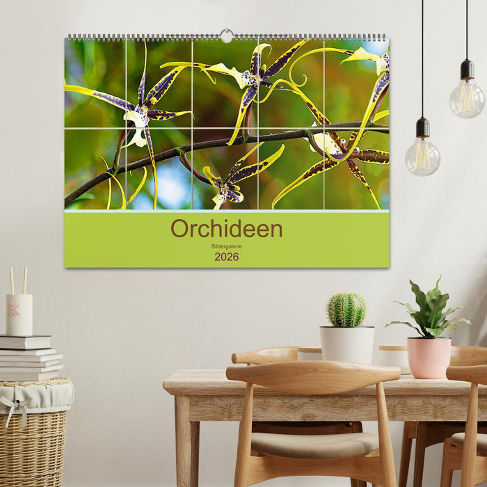 Orchideen Bildergalerie (CALVENDO Wandkalender 2026)