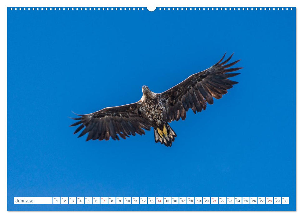 Lofoten Vesterålen (CALVENDO Premium Wandkalender 2026)