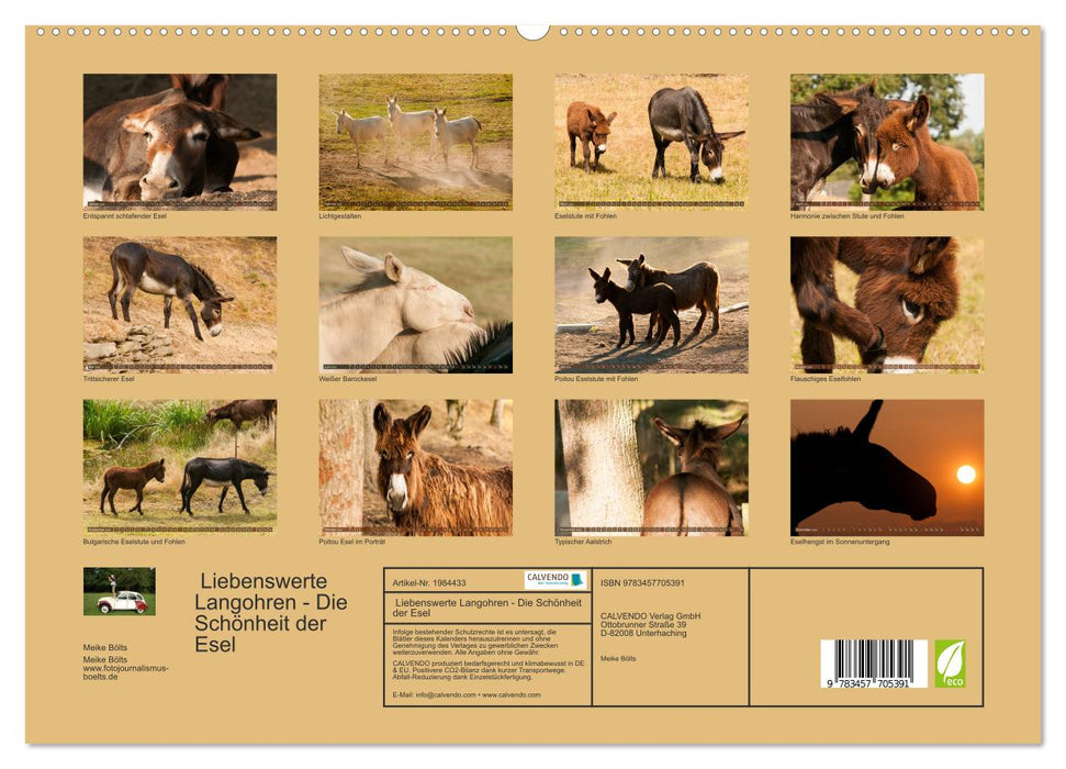 Liebenswerte Langohren - Die Schönheit der Esel (CALVENDO Premium Wandkalender 2026)