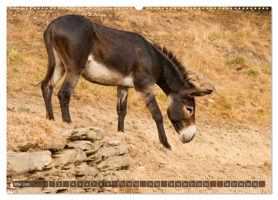 Liebenswerte Langohren - Die Schönheit der Esel (CALVENDO Premium Wandkalender 2026)