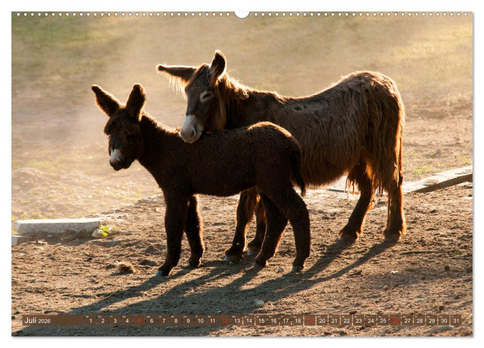 Liebenswerte Langohren - Die Schönheit der Esel (CALVENDO Premium Wandkalender 2026)