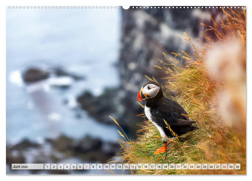 Island - Augenblicke 2026 (CALVENDO Premium Wandkalender 2026)