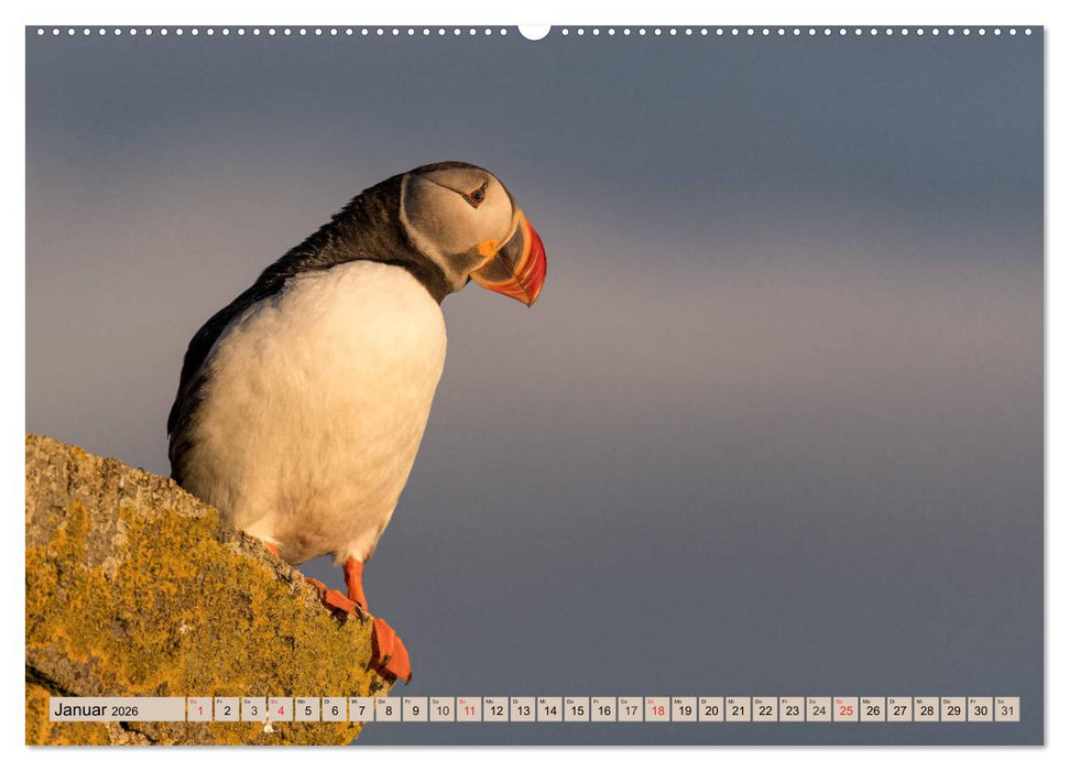 Papageitaucher - Puffins (CALVENDO Premium Wandkalender 2026)