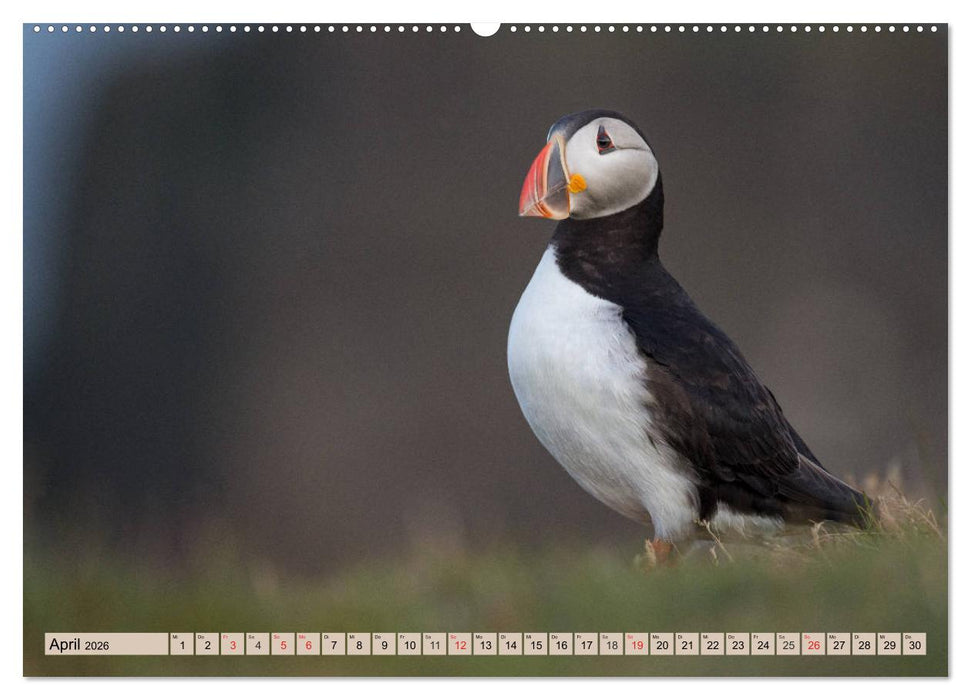 Papageitaucher - Puffins (CALVENDO Premium Wandkalender 2026)