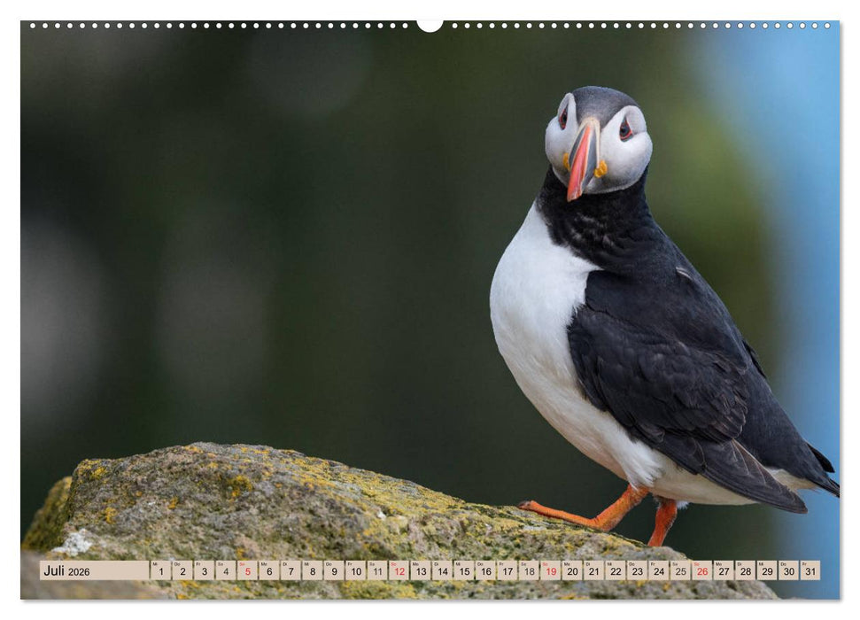 Papageitaucher - Puffins (CALVENDO Premium Wandkalender 2026)