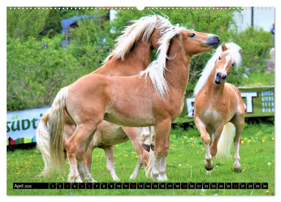 Pferde im Passeiertal (CALVENDO Wandkalender 2026)