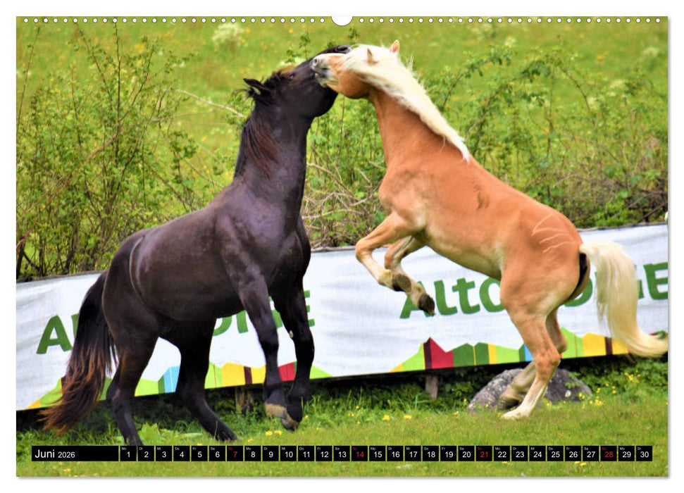 Pferde im Passeiertal (CALVENDO Wandkalender 2026)
