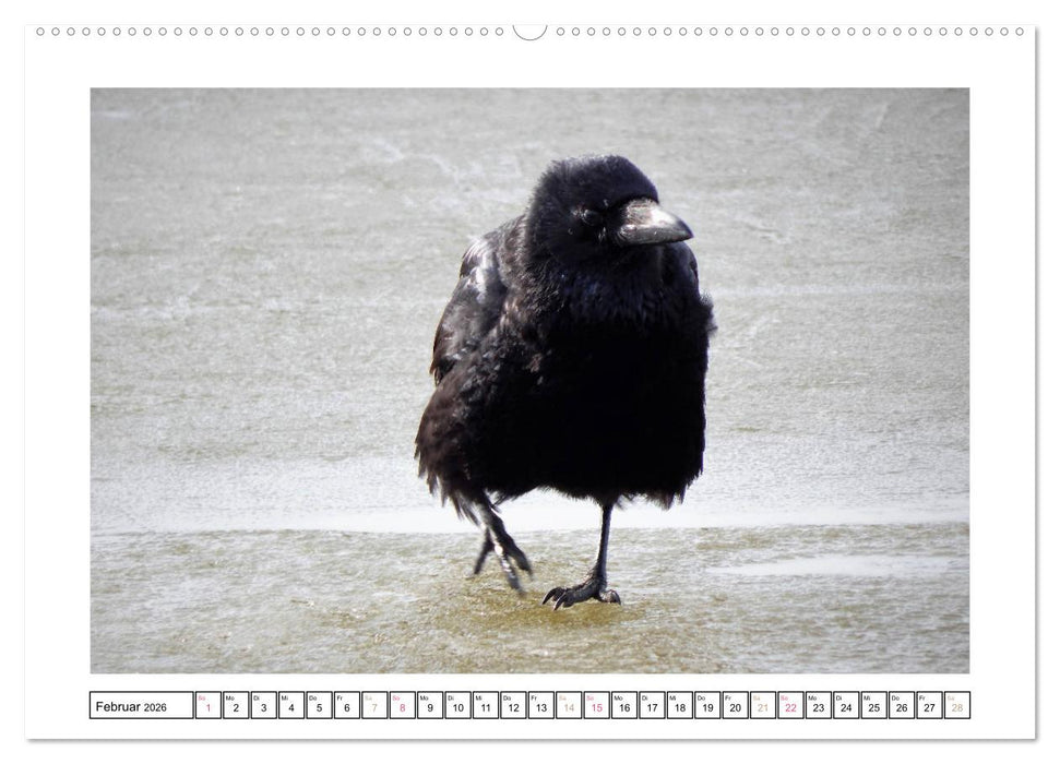 Rabenhafte Augenblicke (CALVENDO Premium Wandkalender 2026)