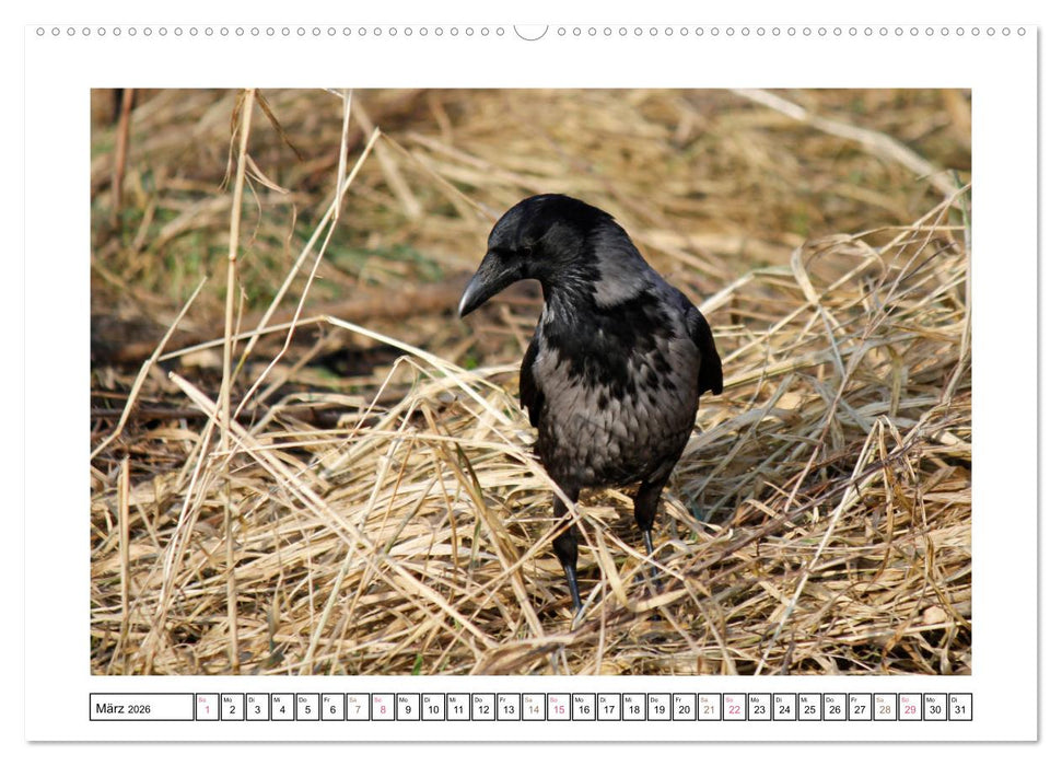 Rabenhafte Augenblicke (CALVENDO Premium Wandkalender 2026)