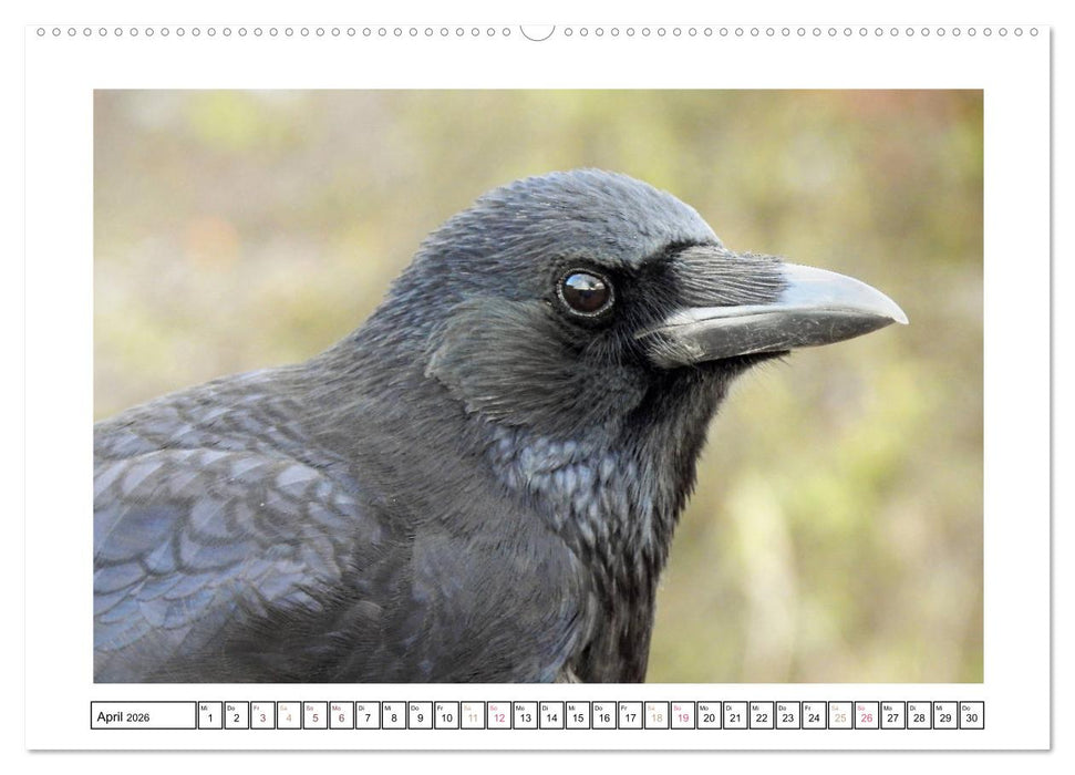Rabenhafte Augenblicke (CALVENDO Premium Wandkalender 2026)