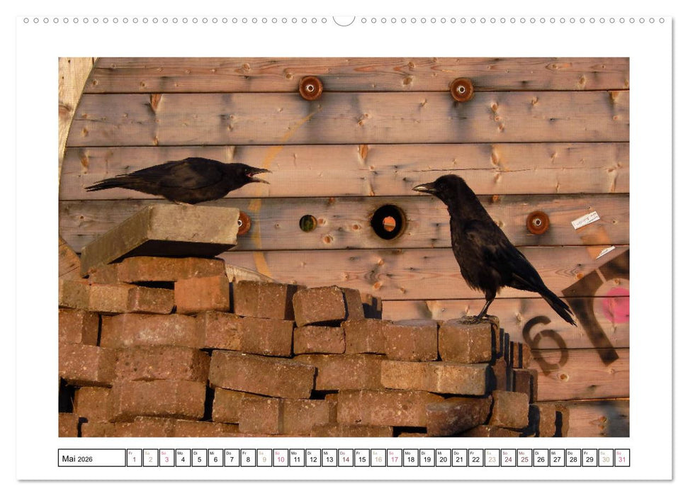 Rabenhafte Augenblicke (CALVENDO Premium Wandkalender 2026)