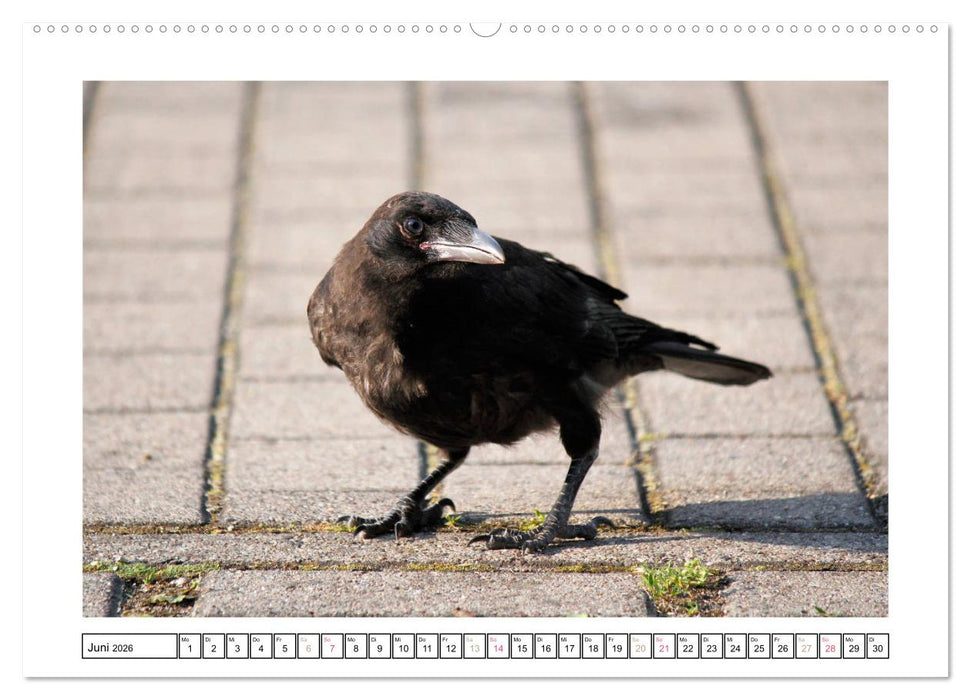 Rabenhafte Augenblicke (CALVENDO Premium Wandkalender 2026)