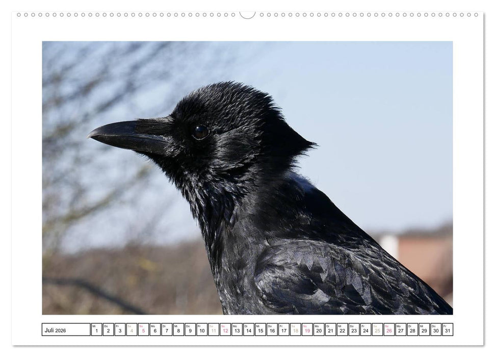 Rabenhafte Augenblicke (CALVENDO Premium Wandkalender 2026)