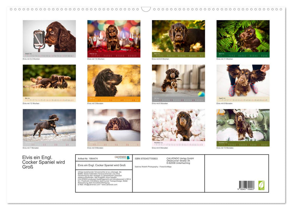 Elvis ein Engl. Cocker Spaniel wird Groß (CALVENDO Wandkalender 2026)