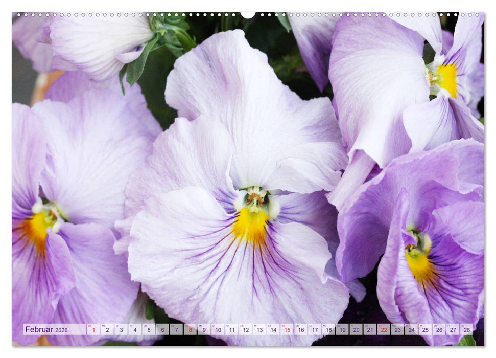 Stiefmütterchen Freundliche Gesichter (CALVENDO Wandkalender 2026)