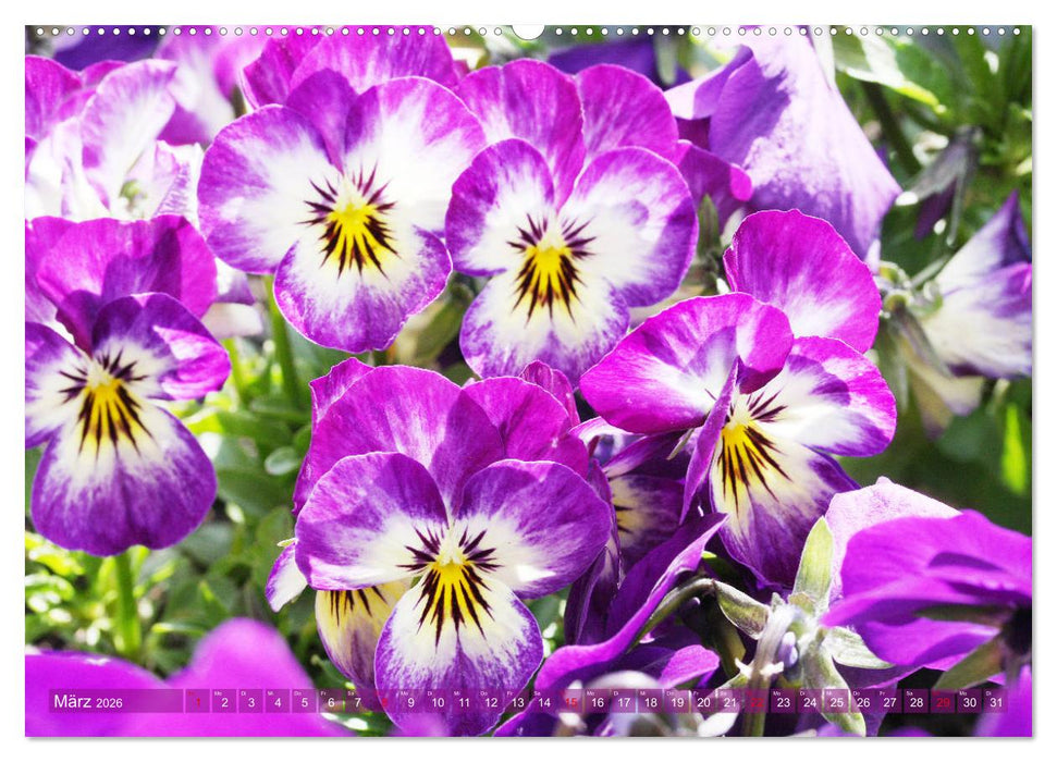 Stiefmütterchen Freundliche Gesichter (CALVENDO Wandkalender 2026)