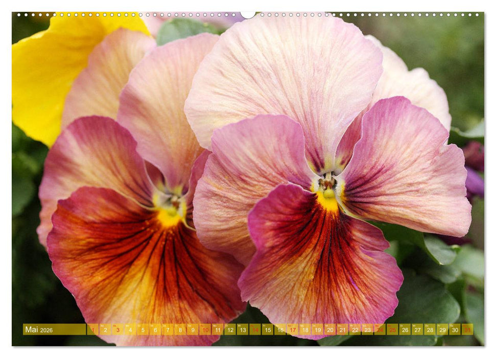 Stiefmütterchen Freundliche Gesichter (CALVENDO Wandkalender 2026)