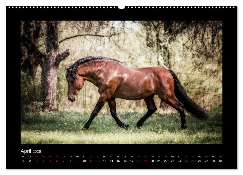 Die Faszinierende Welt der Pferde (CALVENDO Premium Wandkalender 2026)