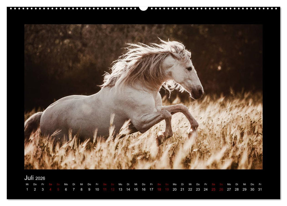 Die Faszinierende Welt der Pferde (CALVENDO Premium Wandkalender 2026)