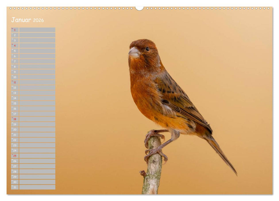 Kanarienvögel - Bunte Welt (CALVENDO Premium Wandkalender 2026)