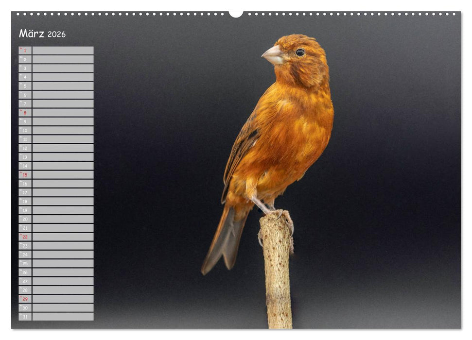 Kanarienvögel - Bunte Welt (CALVENDO Premium Wandkalender 2026)