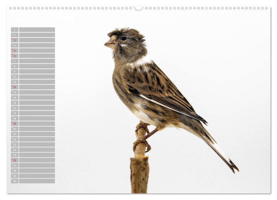 Kanarienvögel - Bunte Welt (CALVENDO Premium Wandkalender 2026)