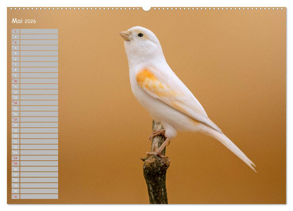 Kanarienvögel - Bunte Welt (CALVENDO Premium Wandkalender 2026)