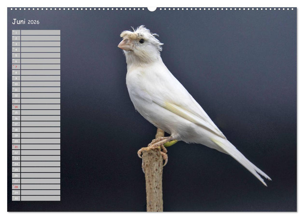 Kanarienvögel - Bunte Welt (CALVENDO Premium Wandkalender 2026)
