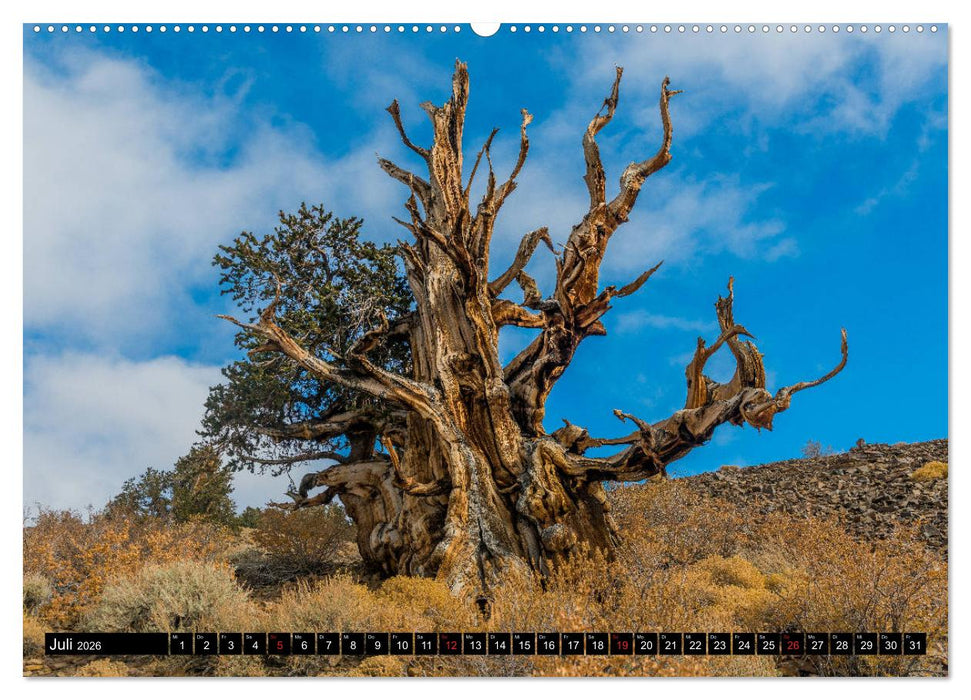 Entlang der Sierra Nevada (CALVENDO Premium Wandkalender 2026)