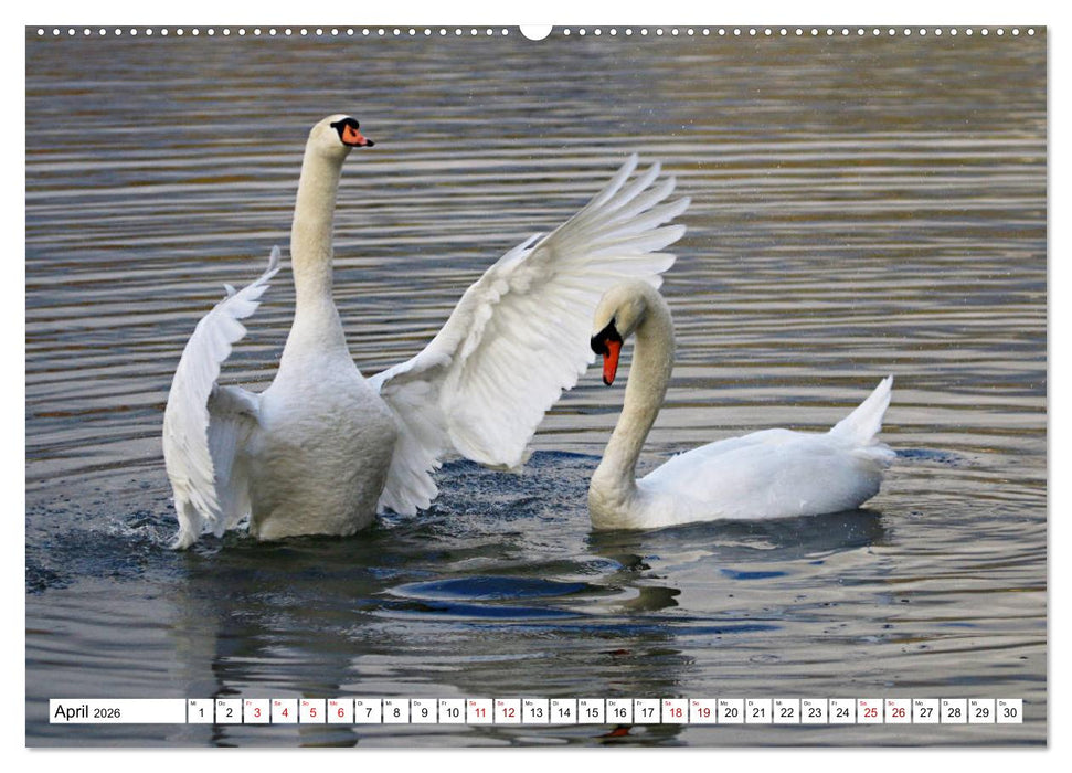 Schwäne - imposant und faszinierend (CALVENDO Premium Wandkalender 2026)