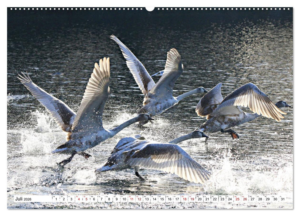 Schwäne - imposant und faszinierend (CALVENDO Premium Wandkalender 2026)