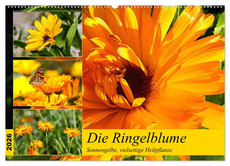 Die Ringelblume. Sonnengelbe, vielseitige Heilpflanze (CALVENDO Wandkalender 2026)