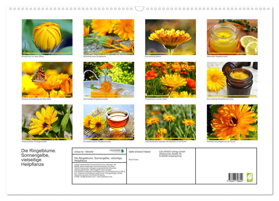 Die Ringelblume. Sonnengelbe, vielseitige Heilpflanze (CALVENDO Wandkalender 2026)