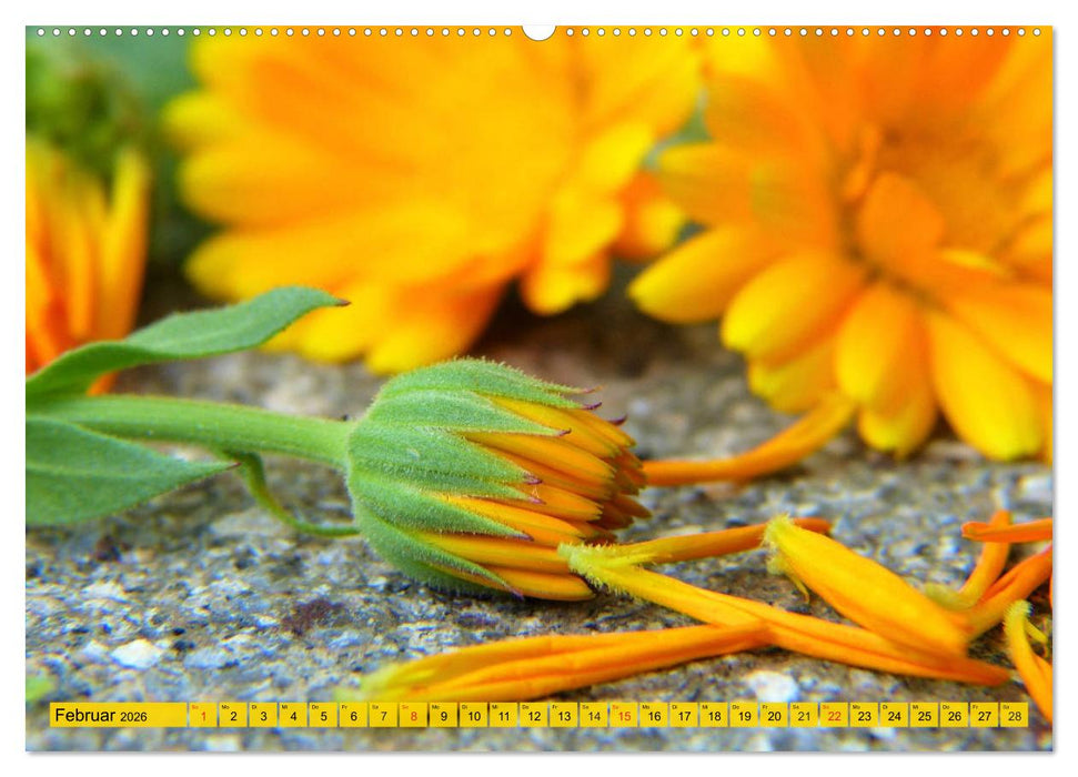 Die Ringelblume. Sonnengelbe, vielseitige Heilpflanze (CALVENDO Wandkalender 2026)