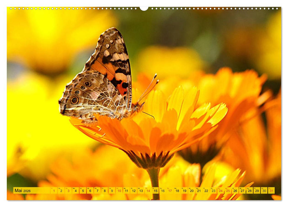 Die Ringelblume. Sonnengelbe, vielseitige Heilpflanze (CALVENDO Wandkalender 2026)