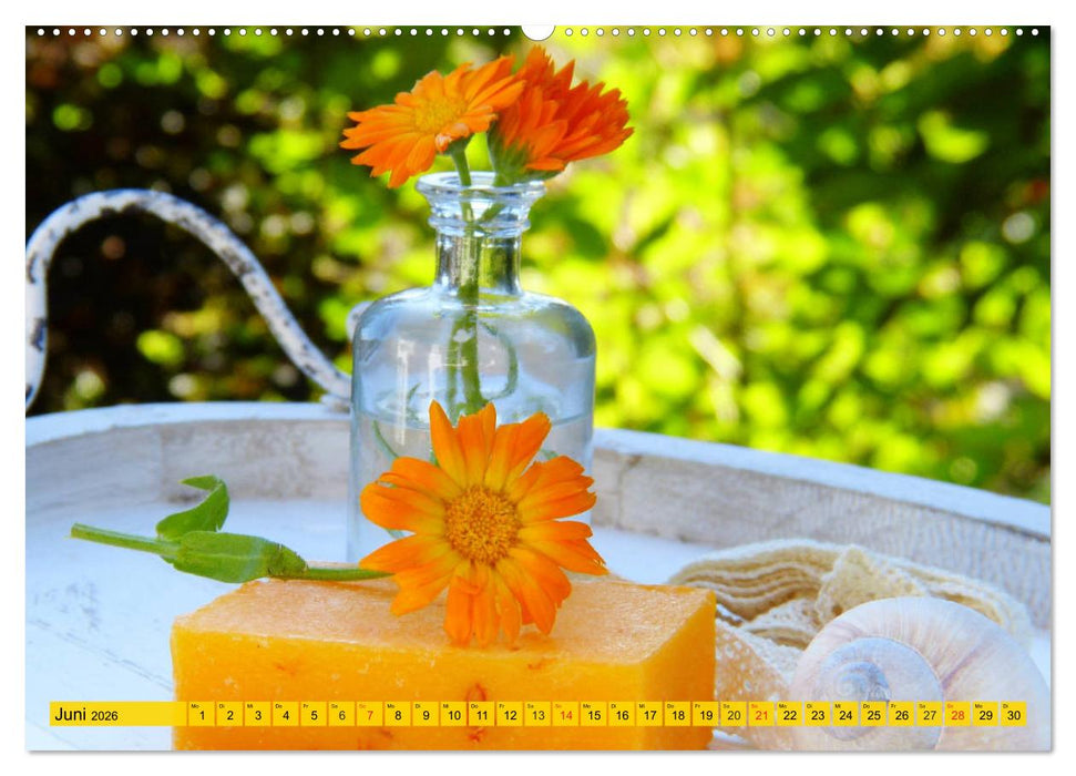 Die Ringelblume. Sonnengelbe, vielseitige Heilpflanze (CALVENDO Wandkalender 2026)