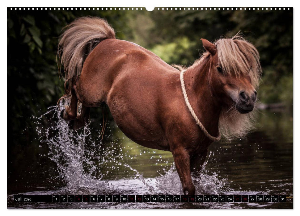 Shetlandpony Kalender (CALVENDO Premium Wandkalender 2026)
