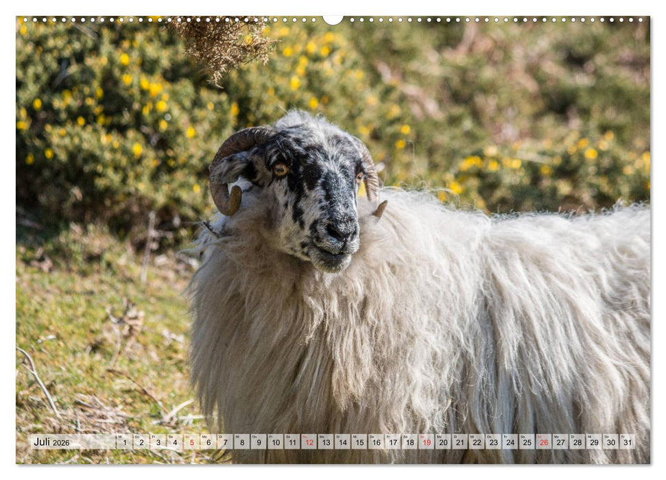 Irland - Eine Rundreise (CALVENDO Premium Wandkalender 2026)