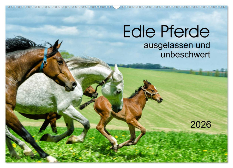 Edle Pferde - ausgelassen und unbeschwert (CALVENDO Wandkalender 2026)