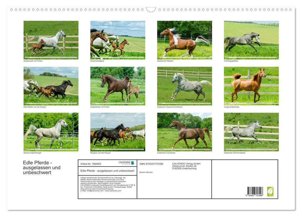 Edle Pferde - ausgelassen und unbeschwert (CALVENDO Wandkalender 2026)