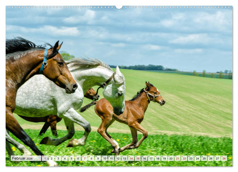 Edle Pferde - ausgelassen und unbeschwert (CALVENDO Wandkalender 2026)