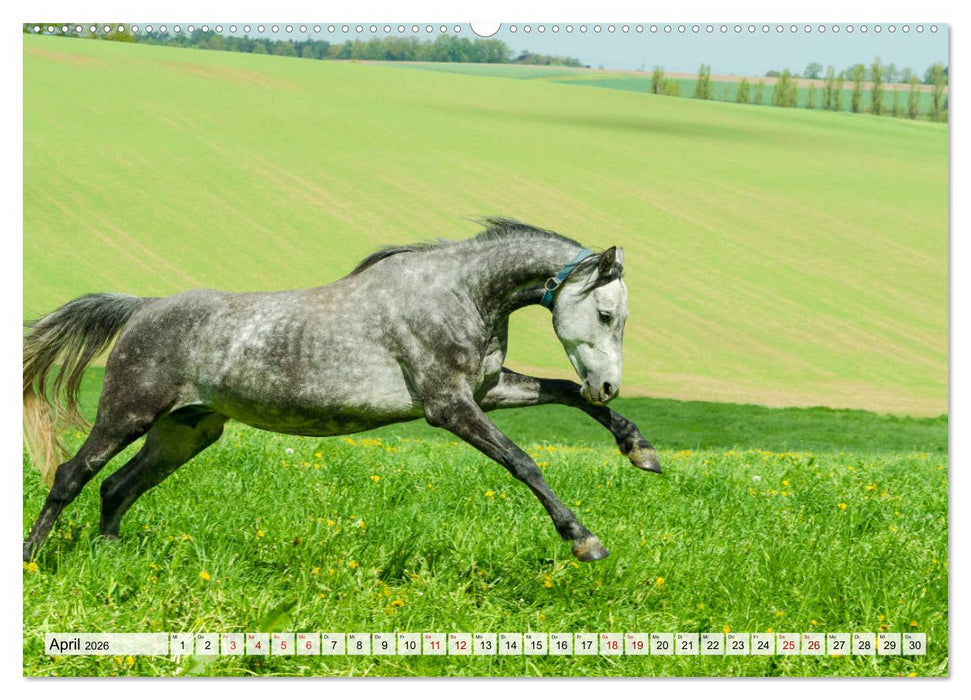 Edle Pferde - ausgelassen und unbeschwert (CALVENDO Wandkalender 2026)